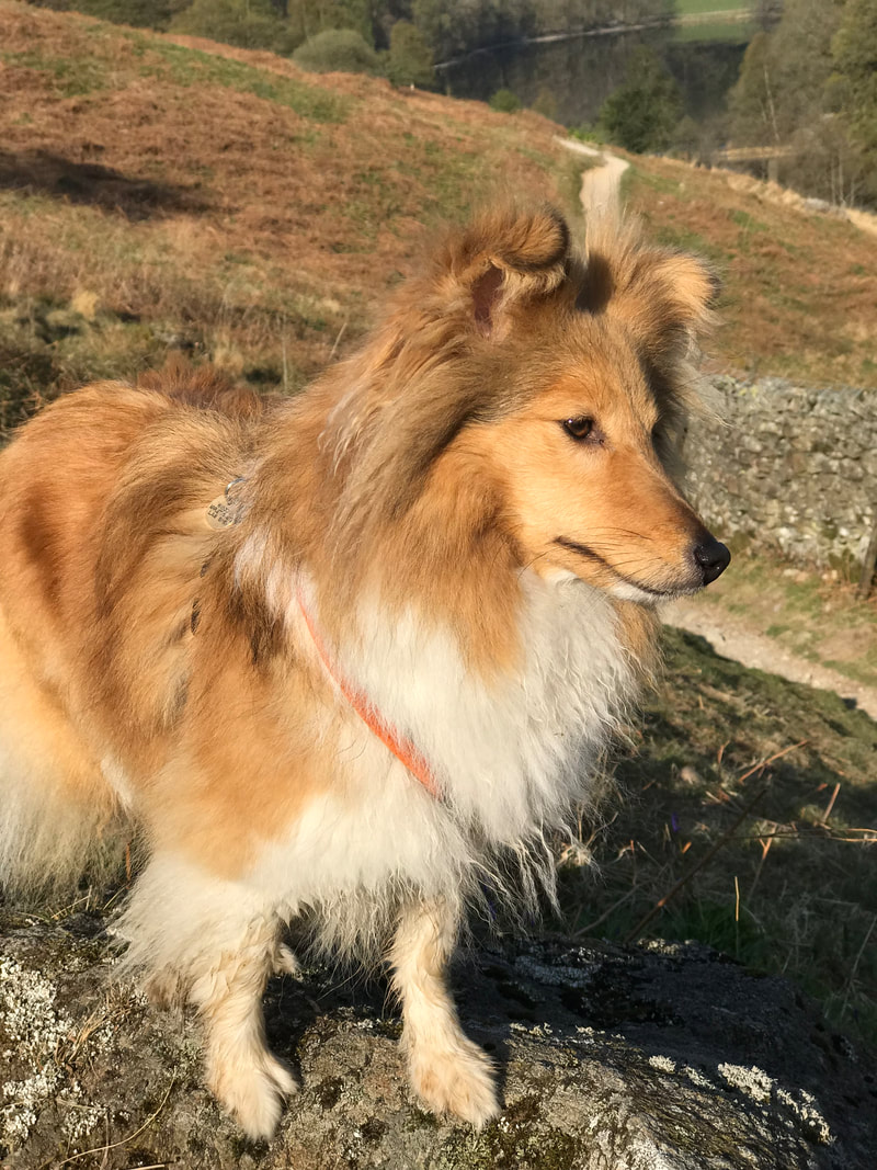 sheltie puppies for sale uk