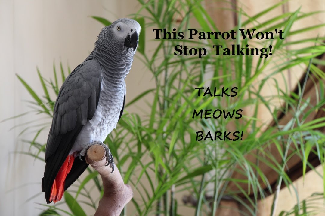 talking birds youtube