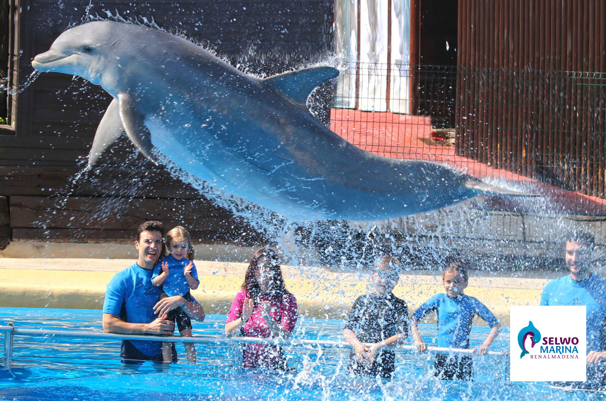 benalmadena dolphins