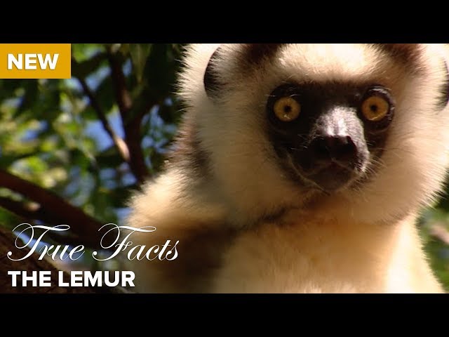 lemur pronunciation