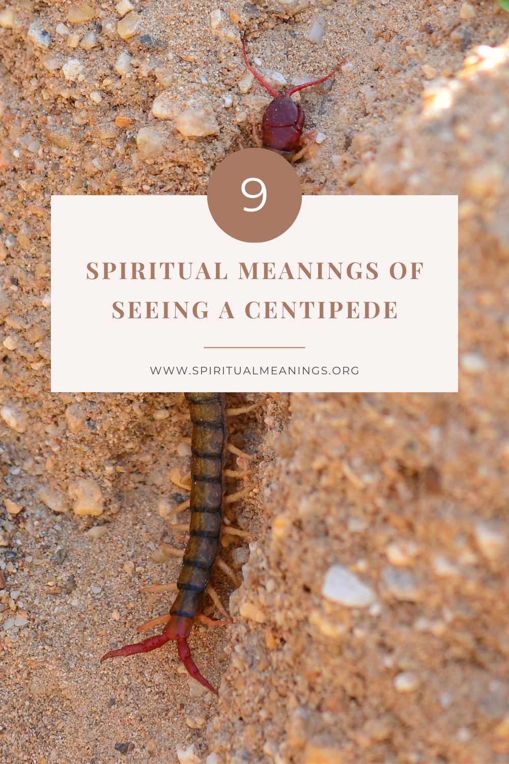 spiritual meaning centipede