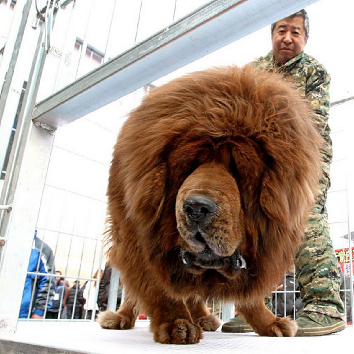 tibetan mastiff price in uk