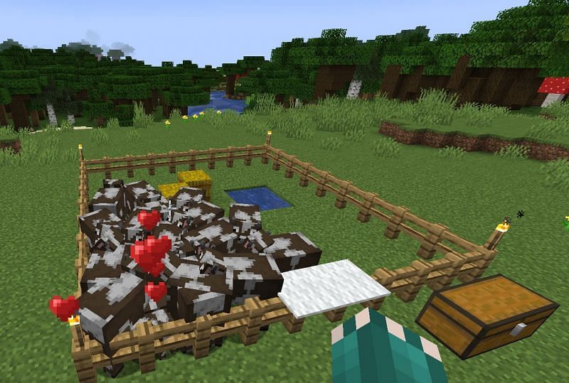 cow farm in minecraft