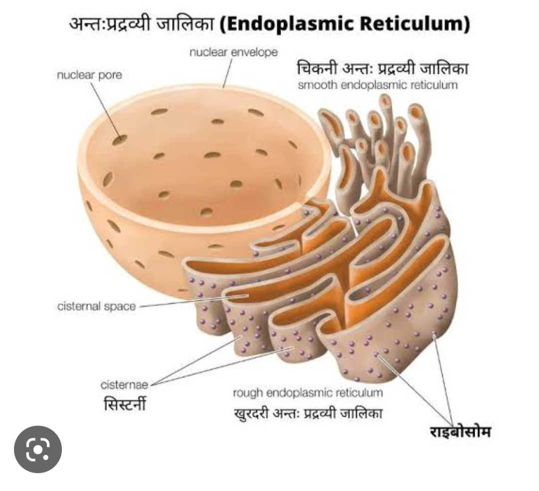 endoplasmic meaning in hindi