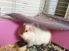 guinea pigs for sale birmingham