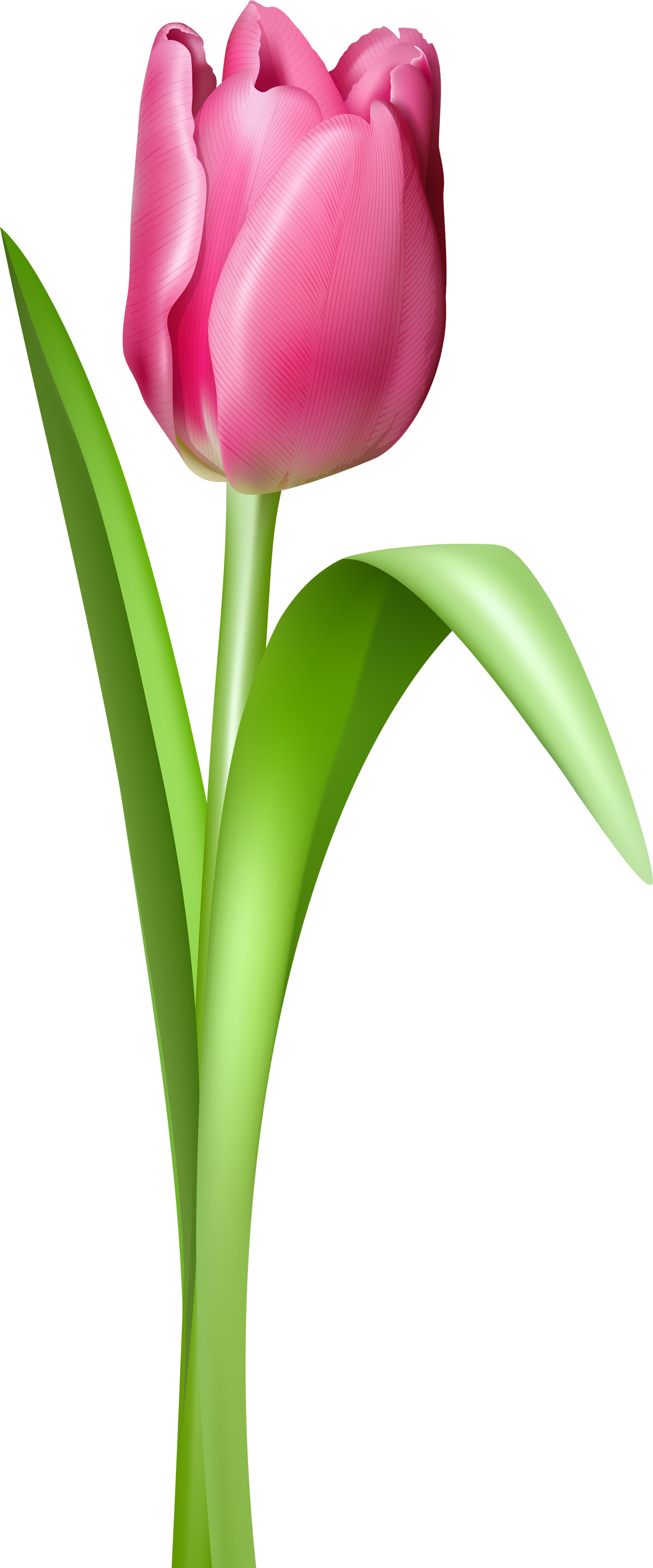 tulip transparent