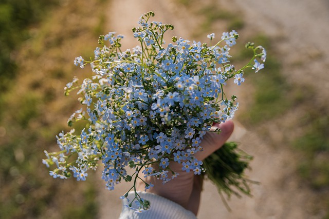 forget me not flower wallpaper