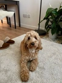 cockapoo rehoming uk