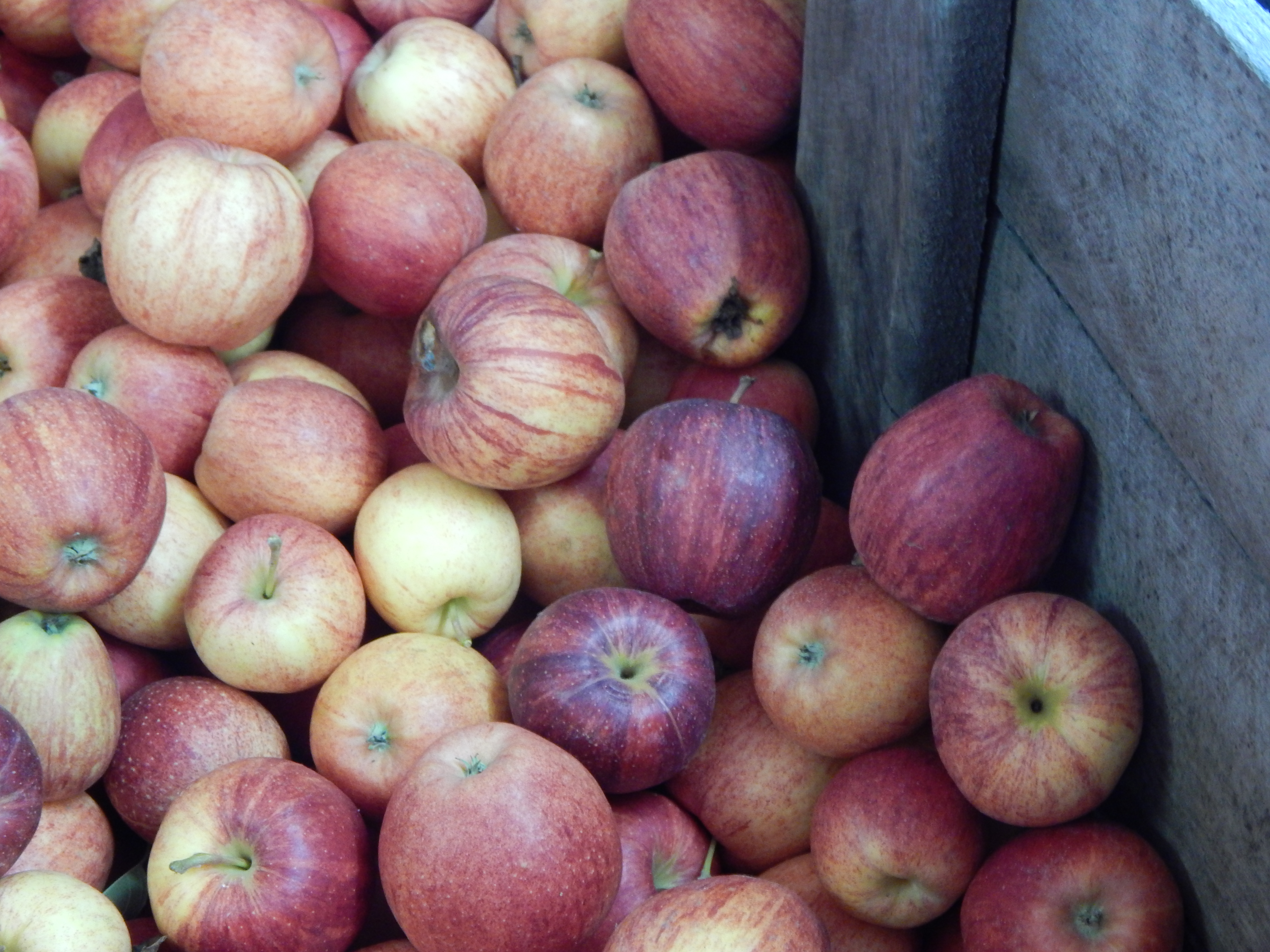 apple orchards near flint mi