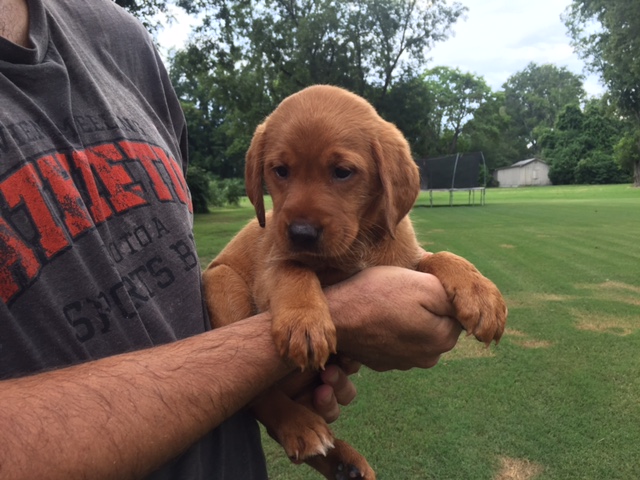 fox red lab puppies for sale in va