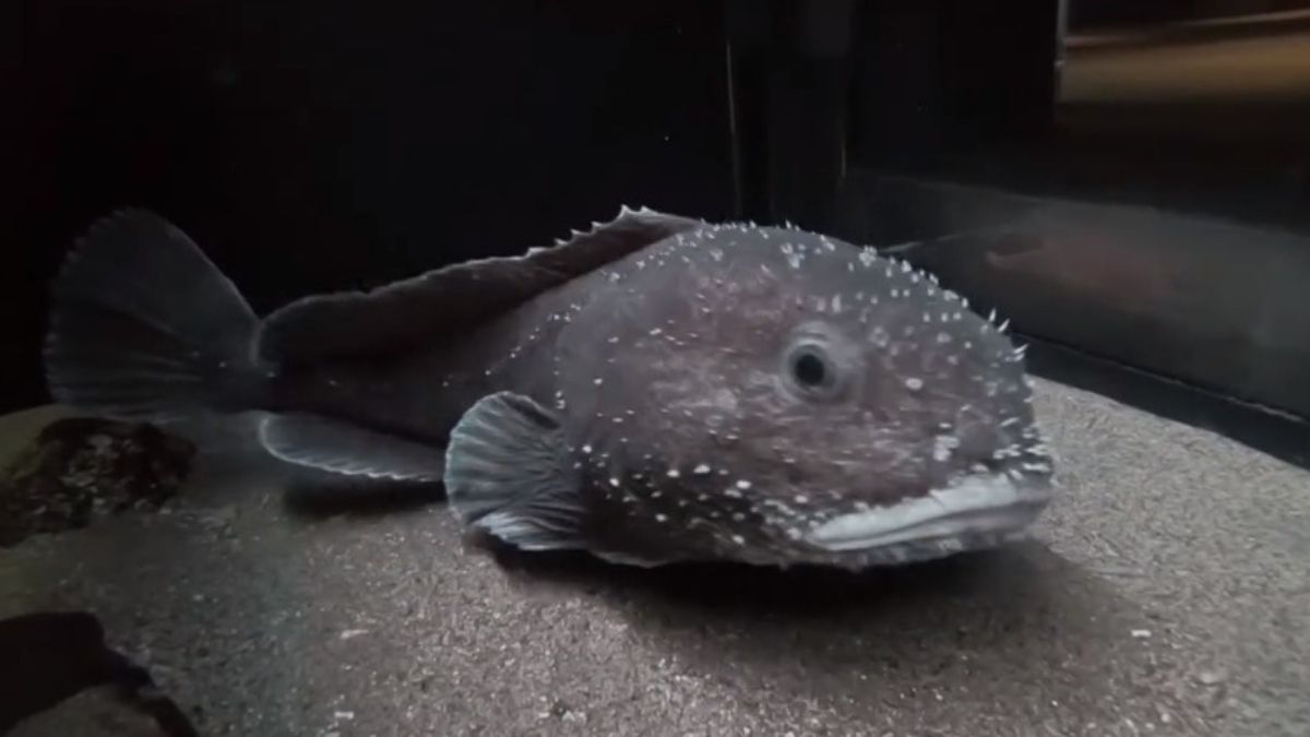 blobfish in water