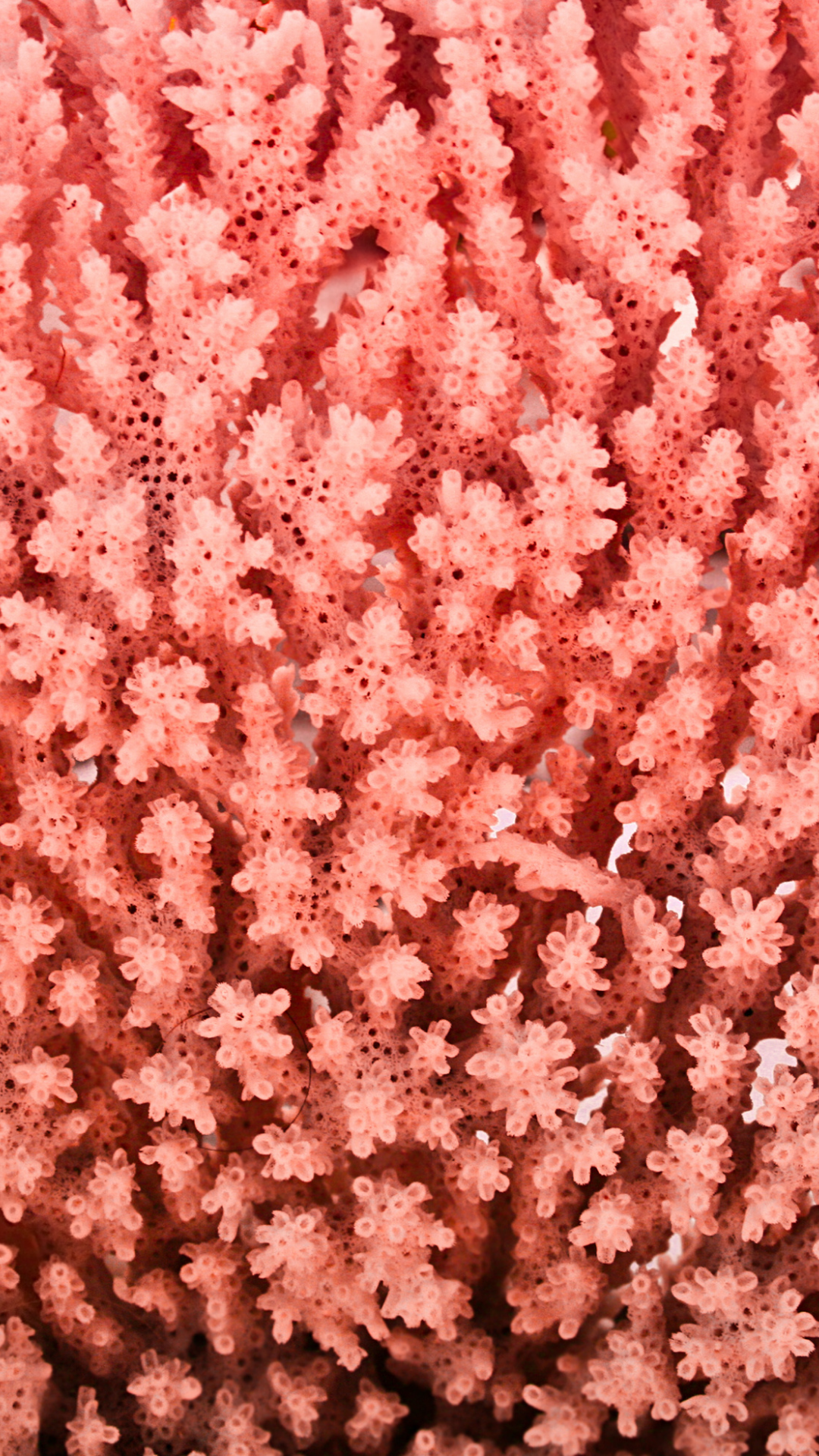 coral aesthetic