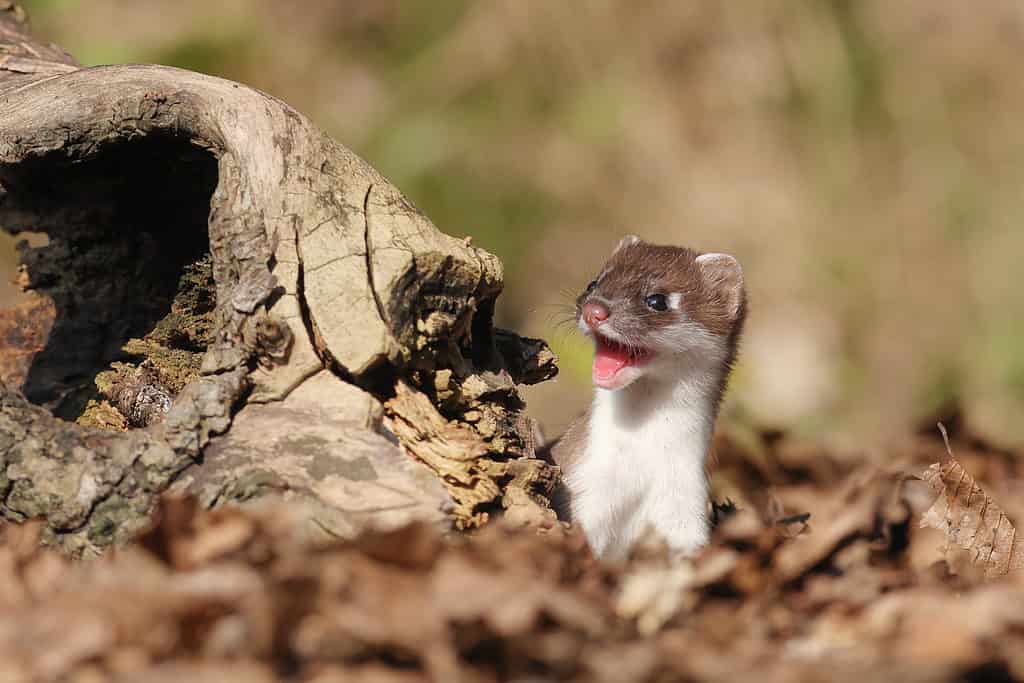 stoat animal pet