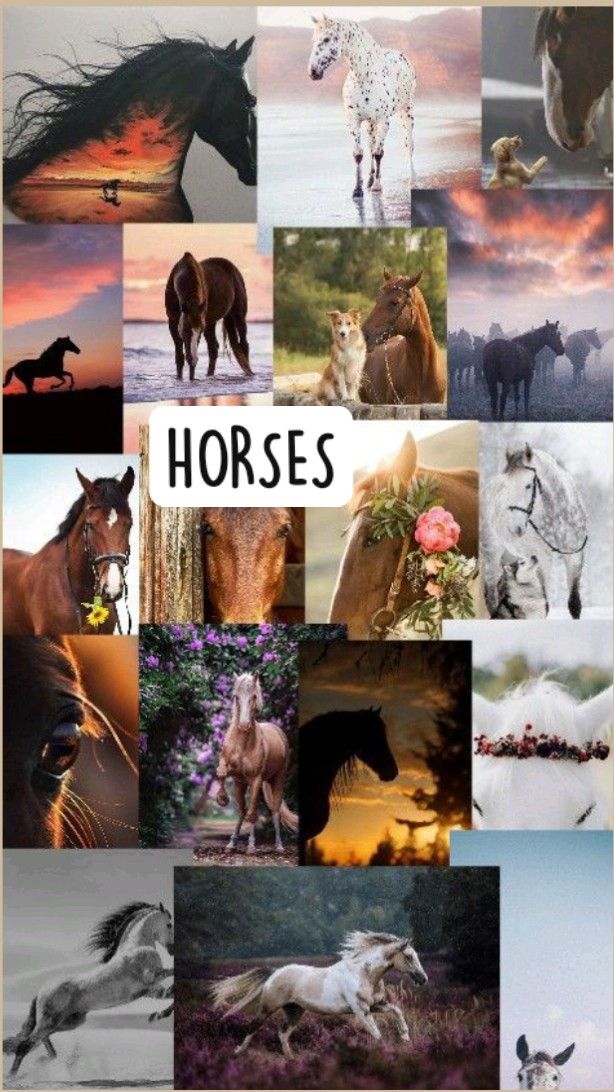 horse wallpapers aesthetic