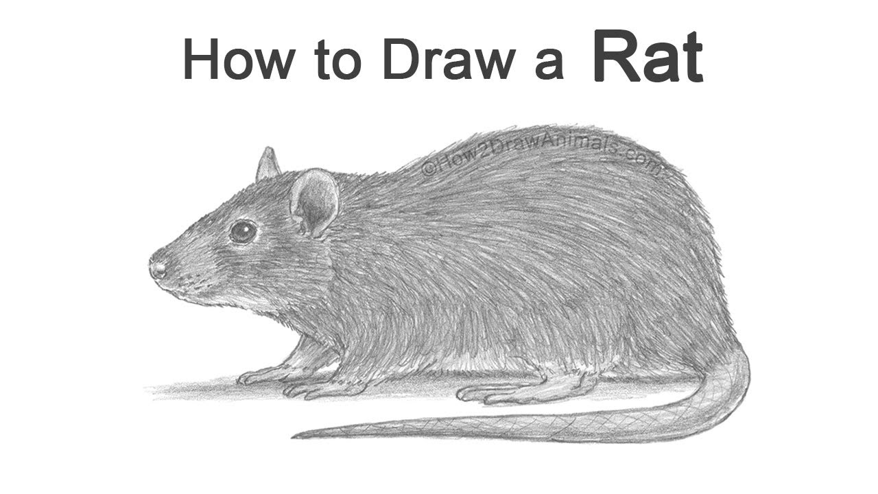 realistic rat drawing