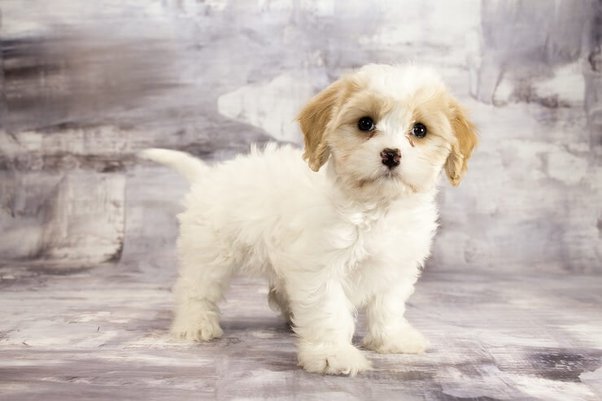 toy cavachon puppies for sale near me