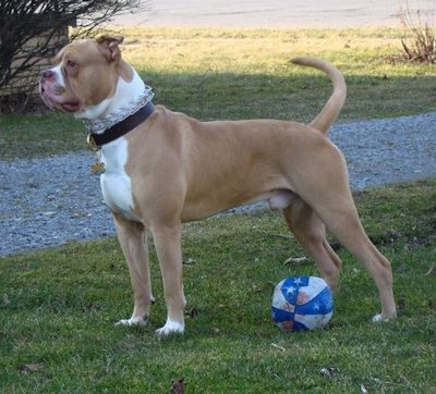 american bulldog crossed with pitbull