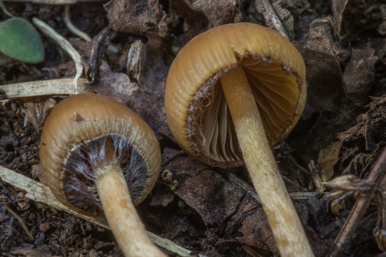 mushroom observer