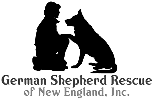 german shepherd rescue massachusetts