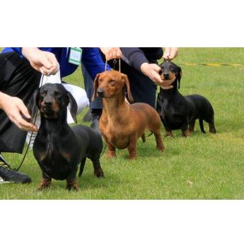 dachshund puppies for sale perth