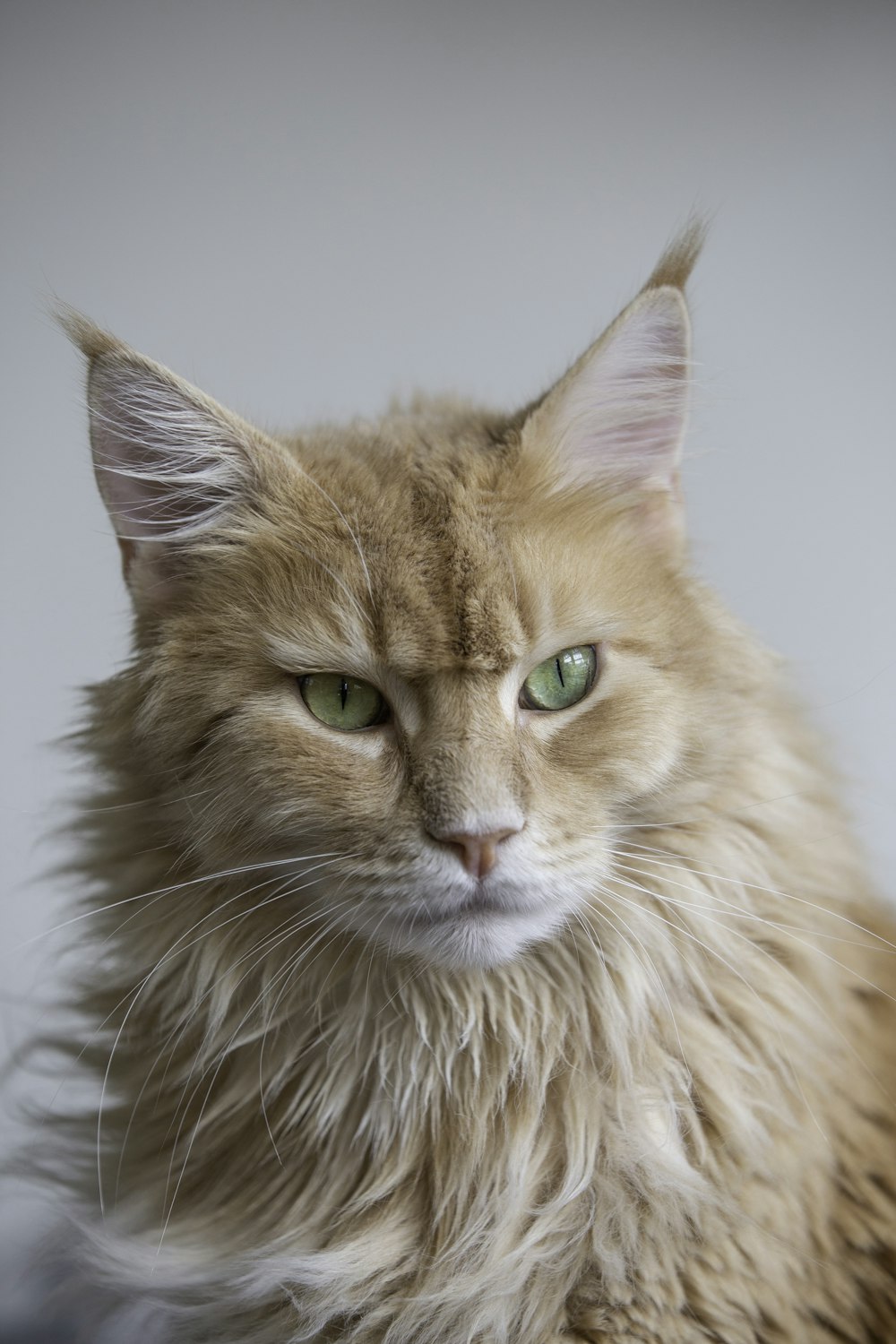 maine coon wallpaper hd