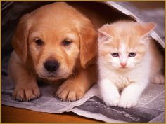 imagenes de perros y gatos adorables