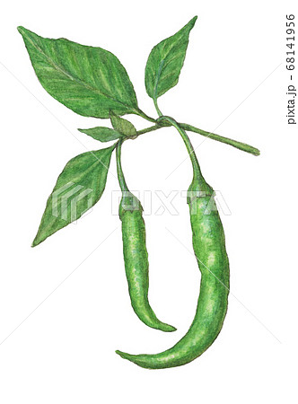 green chillies drawing