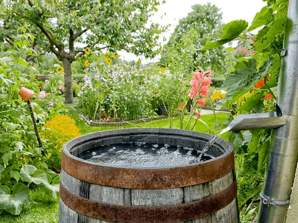 ideas for planting in whiskey barrels