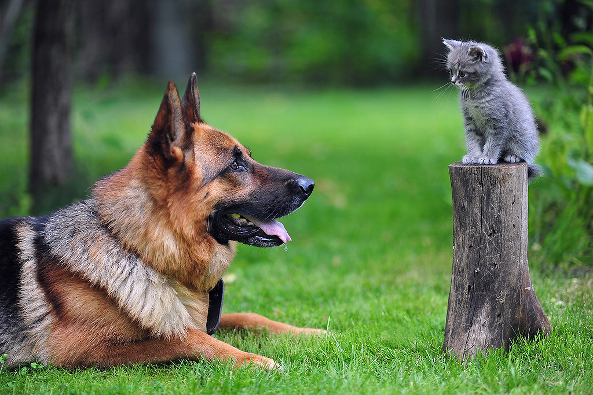 dog and cat wallpaper desktop