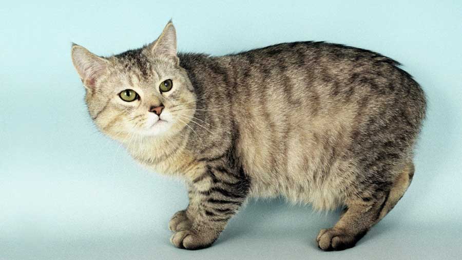 manx cat price