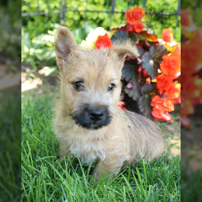 cairn terrier puppies