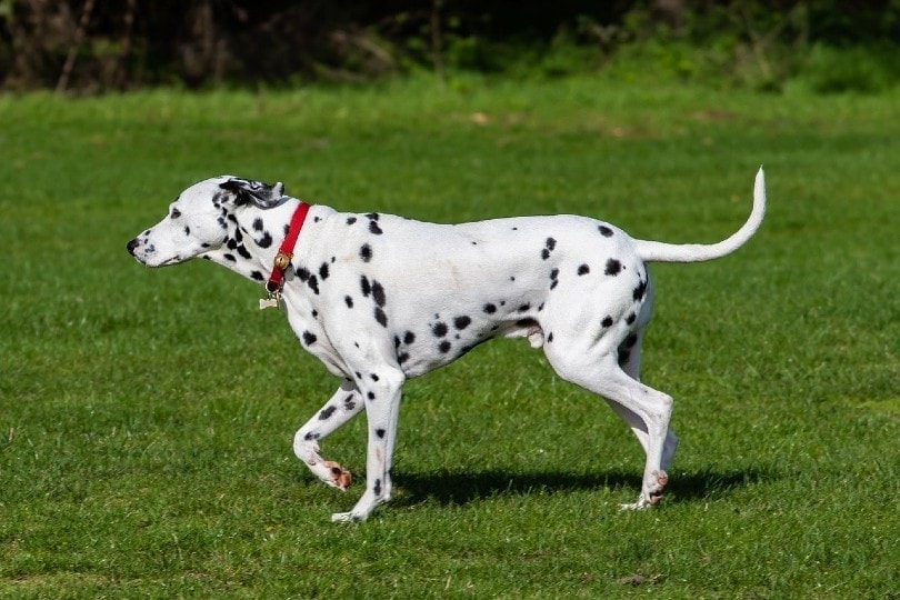 dalmatian puppy price