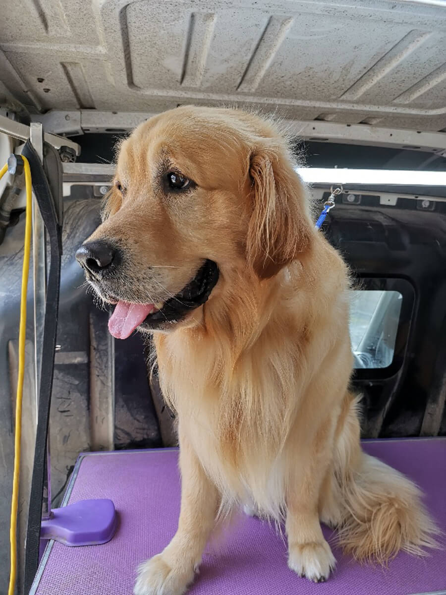 dog groomer mill park