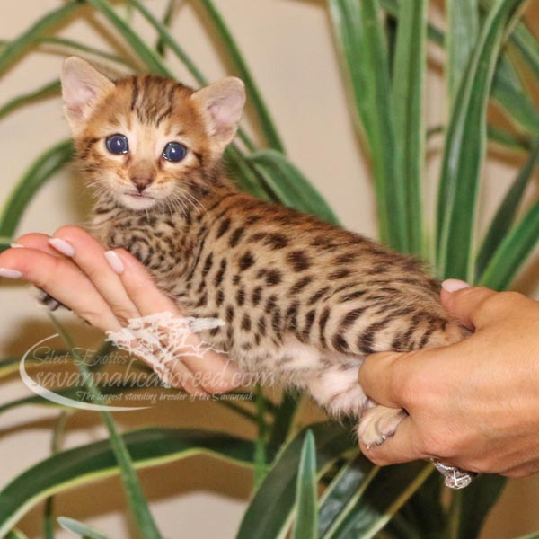 f4 savannah cat price