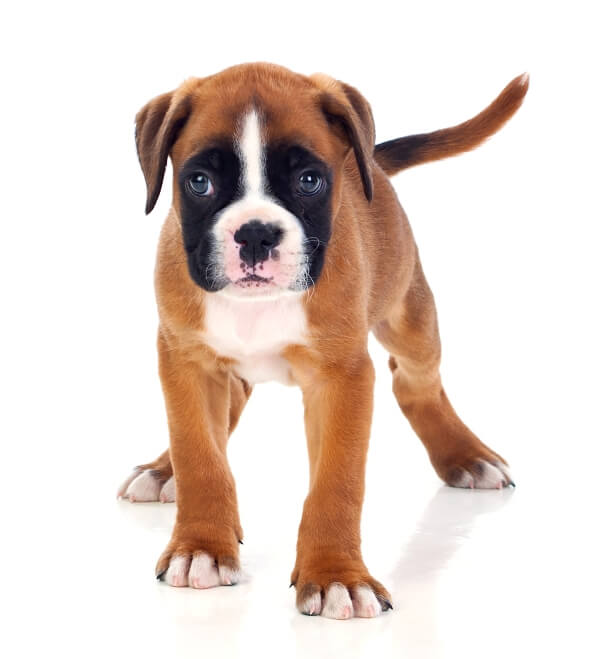 boxer puppies for sale