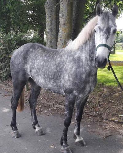 ponies for sale ireland