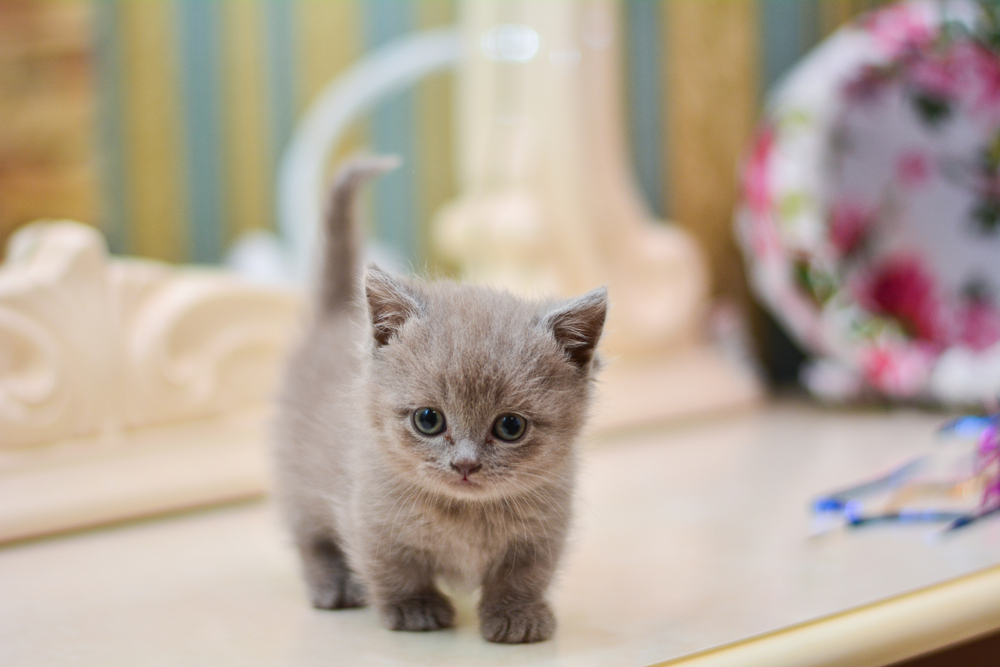 munchkin cats and kittens