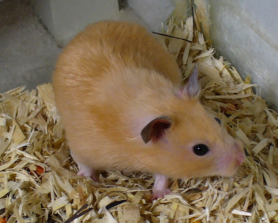 pic of a hamster