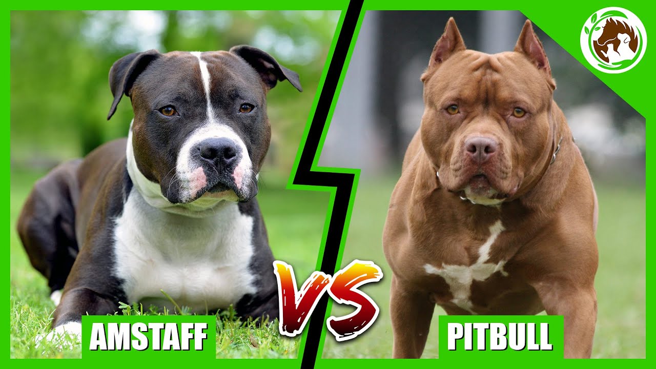 american staffordshire terrier vs american pitbull terrier