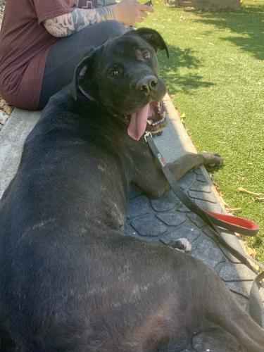 great dane cane corso mix puppies for sale