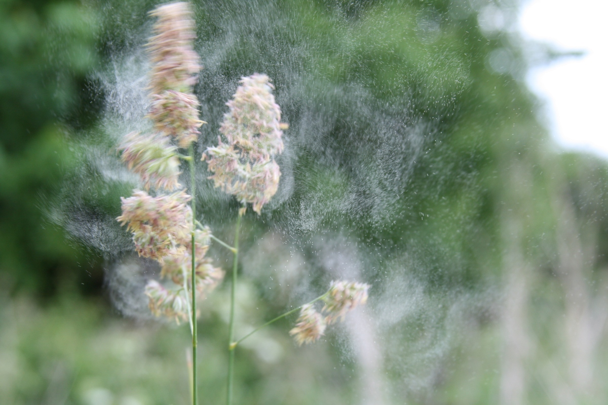 grass pollen today