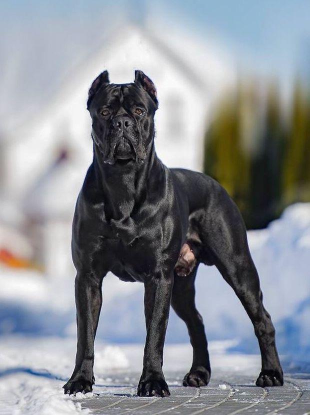 cane corso puppies for sale nsw