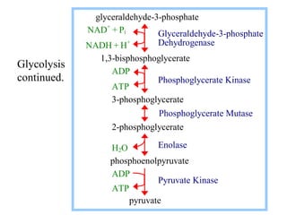 glycolysis slideshare