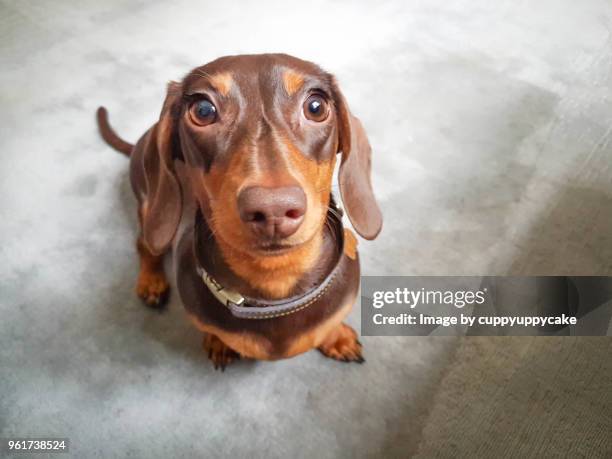 cute dachshund