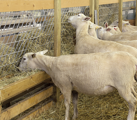 homemade sheep feeders