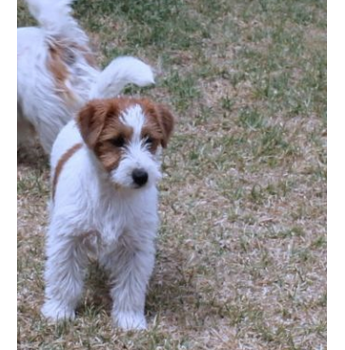 jack russell puppies for sale victoria