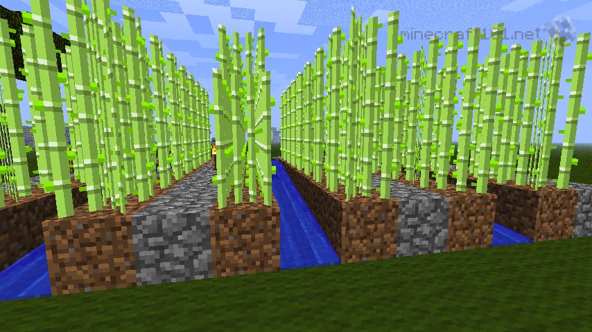 how do i plant sugarcane in minecraft