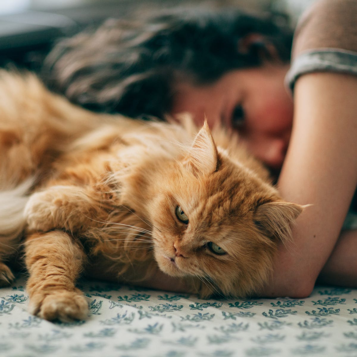 fluffy feline breed crossword clue