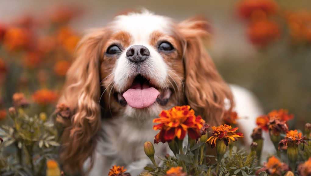 king charles spaniel mix