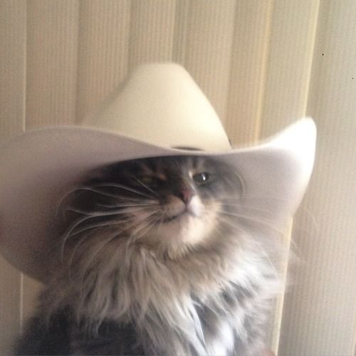 cat with a cowboy hat